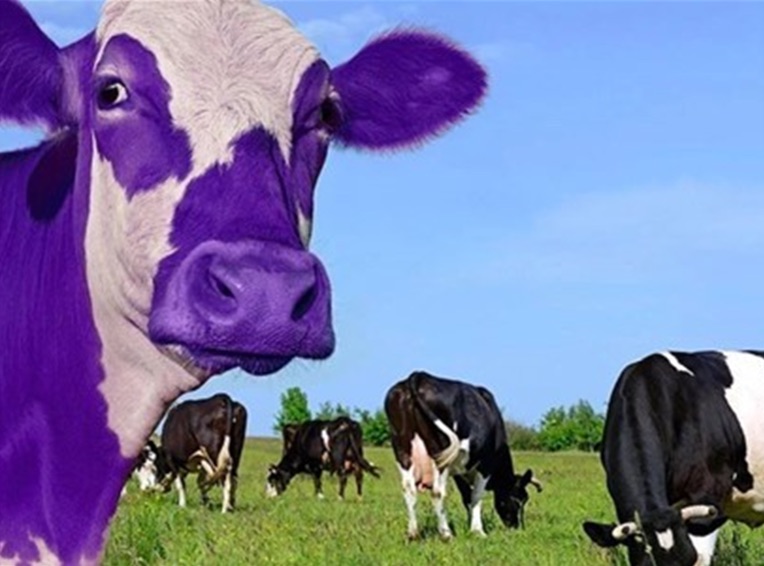 Black and white cows grazing in a field with a purple cow in foreground staring into the camera